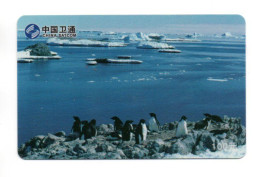Pingouin Penguin Manchot Télécarte Chine Phonecard (YW 401) - Pinguini
