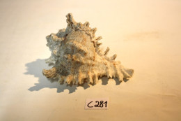 C281  Magnifique Ancien Coquillage Corail Old Fossil Shells Fair Models - CHICOREUS - Conchiglie