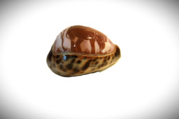 C281  Magnifique Ancien Coquillage Corail Old Fossil Shells Fair Models - GRAVE ELEPHANT - Conchiglie