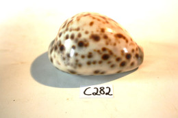 C282 Magnifique Ancien Coquillage Corail Old Fossil Shells Fair Models - Cypraea Tigris  2 - Conchiglie