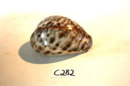 C282 Magnifique Ancien Coquillage Corail Old Fossil Shells Fair Models - Cypraea Tigris  3 - Conchiglie
