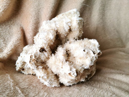 Corail Blanc Fossilisé – 1,628 Kg - Conchiglie