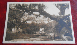 Delcampe - TLEMCEN Le Bois Sacré De Sidi Yacoub Photo Desbonnet N° 14   ALGERIE - Tlemcen