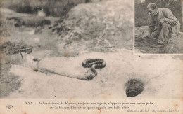 Delcampe - Chasse * CPA * Le Tueur De Vipères * Chasseur Serpent Hunt Hunting - Chasse