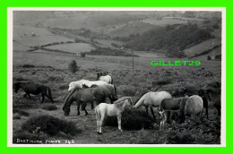 DARTMOOR, DEVON, UK - PONIES - CHEVAUX - REAL POSTCARD - - Dartmoor