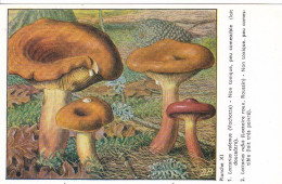 PUBLICITAIRE LABO CLIN-COMAR PARIS ,CHAMPIGNON,VACHOTTE ,LACTAIRE ROUX  REF 86953 - Pilze