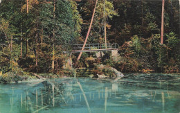 [-5%] SUISSE - Am Blausee Bei Frutigen Im Kandertal - Druck V Brunner & Co Kunstanstalt Zurich - Carte Postale - Frutigen