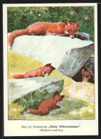 AK Hans, Tiergeschichte Von Ernst Zahn, Füchse Am Bau, Sammlung Scholz` Bilderlesebücher, Bibliothek  - Libraries