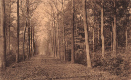 [-5%] BELGIQUE - Gierle - Bosch - Grotte Dreel - Photo Jef Jansen Turnhout - Chemin - Forêt - Carte Postale Ancienne - Lille
