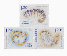 China 2024-4 Fossil Found In Chengjiang  - Fossils