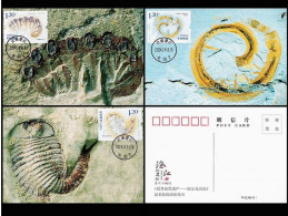 China 2024-4 Fossil Found In Chengjiang  Maximum Cards - Fossils