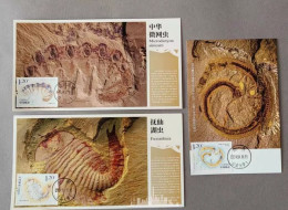 China 2024-4 Fossil Found In Chengjiang  Maximum Cards - Fossils