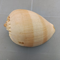 Coquillage à Identifier - Conchiglie