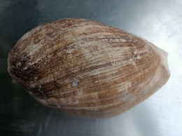Gros Coquillage à Identifier - Conchiglie