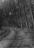 [-5%] BELGIQUE - Braine Le Comte - Bois De Salmonsart - Chemin - Arbre - Scène Forestière - Edit Naturesite - Carte Post - Soignies