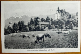 Menzingen - Erholungsheim - Schwandegg Mit Kühe. 1931 - Menzingen