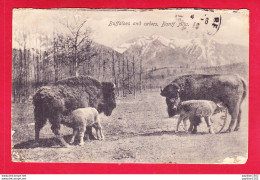 E-Canada-83A28  Buffaloes And Calves, BANFF ALTA, Cpa  - Banff