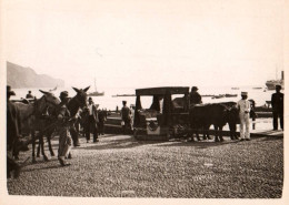 Delcampe - Madeira - Madeire - Funchal - 3 Photos Anciennes Originales - Attelage Boeufs - Portugal - 6,5x9 Cm - Madeira