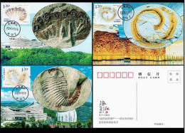 China 2024-4 Fossil Found In Chengjiang  Maximum Cards - Fossils