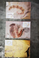China 2024-4 Fossil Found In Chengjiang  Maximum Cards - Fossils