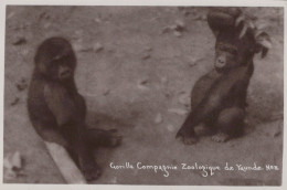 Delcampe - CAMEROUN  / ETHNOLOGIE / CHASSE / COMPAGNIE ZOOLOGIQUE DE YAUNDE / BEBES GORILLES / 12 - Kamerun