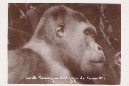 Delcampe - CAMEROUN  / ETHNOLOGIE / CHASSE / COMPAGNIE ZOOLOGIQUE DE YAUNDE / GORILLE - Kamerun