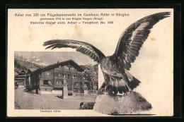 AK Bürglen, Gasthaus Adler, Präparierter Adler Im Gasthaus, Rückseitig Höhenprofil  - Bürglen