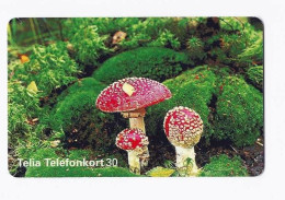 Télécarte Thème Champignons Champignon Pilze Setas Mushroom Amanite Tue Mouche - Other & Unclassified