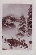 Scheibbs Foto Theodor Mark 1913 - Scheibbs