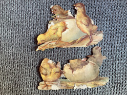 2 DECOUPIS  Œufs Oiseaux & Oisillons  (1) - Animals