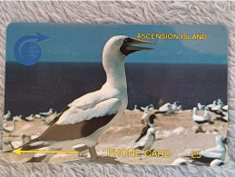 ASCENSION ISLAND - 3CASA - White Booby Bird - Ascension