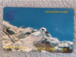 ASCENSION ISLAND - 2CASB - Fairy Tern - Ascension