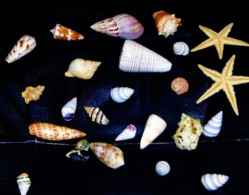 * Lot D'une Vingtaine De Coquillages Divers Et 2 étoiles De Mer - Conchiglie