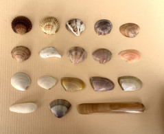Seashell 09, Mix Of 18 Shells, 23-79mm, Long Beach Ulcinj Montenegro - Conchiglie
