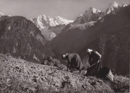 Soglio - Kartoffelernte Vor Der Sciora Gruppe      Ca. 1950 - Soglio