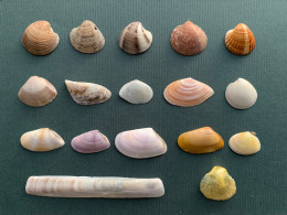 Seashell 04, Mix Of 17 Shells,19-78mm, Long Beach Ulcinj Montenegro - Conchiglie