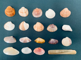 Seashell 02 Mix Of 19 Shells,19-55 Mm, Long Beach Ulcinj Montenegro - Conchiglie