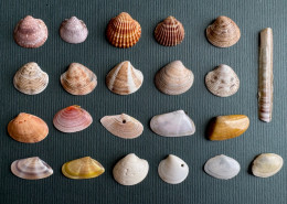 Seashell 01, Mix Of 22 Shells,16-52mm, Long Beach Ulcinj Montenegro - Conchiglie