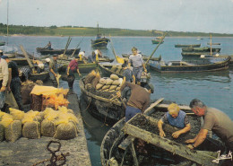 Delcampe - Penestin.  Arrivage Des Moules Au Port De Tréhiguier - Pénestin