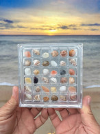 “Acrylic Shell Display Box With 36 Seashells – Ulcinj, Velika Plaža”, Montenegro - Conchiglie