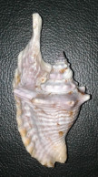Coquillage - Strombe - Strombidae - Strombus Gallus  - ( Strombe Coq ) Martinique - Conchiglie