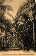 PC NEW HEBRIDES, PACIFIC, ALLéE DES COCOTIERS, Vintage Postcard (b19163) - Vanuatu