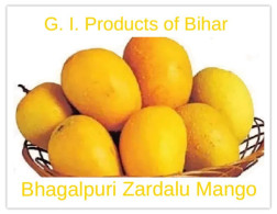 India 2025 G.I.PRODUCTS OF BIHAR FRUITS "Bhagalpuri Zardalu" Mint/Blank PPC Maxim/Picture Post Card As Per Scan - Briefe U. Dokumente