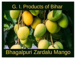 India 2025 G.I.PRODUCTS OF BIHAR FRUITS "Bhagalpuri Zardalu" Mint/Blank PPC Maxim/Picture Post Card As Per Scan - Briefe U. Dokumente