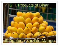 India 2025 G.I.PRODUCTS OF BIHAR FRUITS "Bhagalpuri Zardalu" Stamped & First Day Cancelled PPC Maxim/Picture Post Card - Briefe U. Dokumente