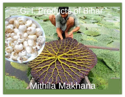 India 2025 G.I.PRODUCTS OF BIHAR FRUITS "Mithila Makhana" Mint/Blank PPC Maxim/Picture Post Card As Per Scan - Briefe U. Dokumente