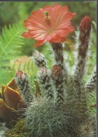 Delcampe - Echinocereus Acifer - Zylinderkaktus Mit Echiveria - Foto Weigl - (P) - Sukkulenten