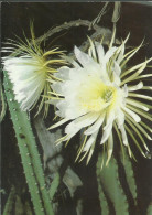 Delcampe - Cereus Serpentinus Grandiflorus - Königin Der Nacht - Foto Darbellay - (P) - Sukkulenten