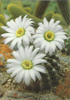 Delcampe - Acanthocalycium Klimpelianum - Kugelkaktus - Foto  Weigl - (P) - Sukkulenten