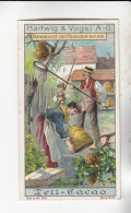 Tell Kakao Bienenzucht Und Honiggewinnung Einfangen Eines Bienenvolkes    Serie 120 #3 Album 5 Von 1909 - Stollwerck